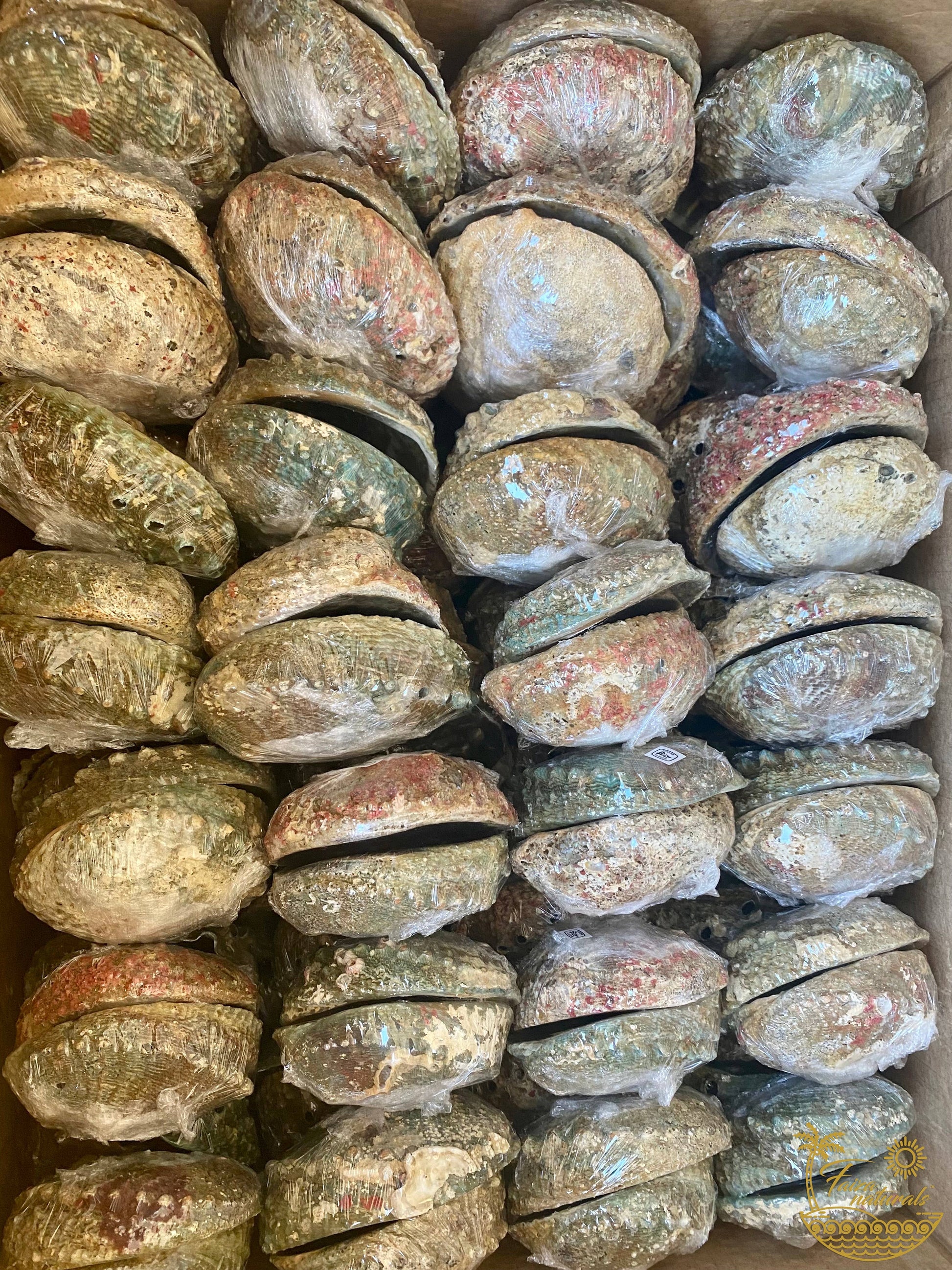 Abalone Shell Smudge Bowls (Large) - Pluff Mud Mercantile