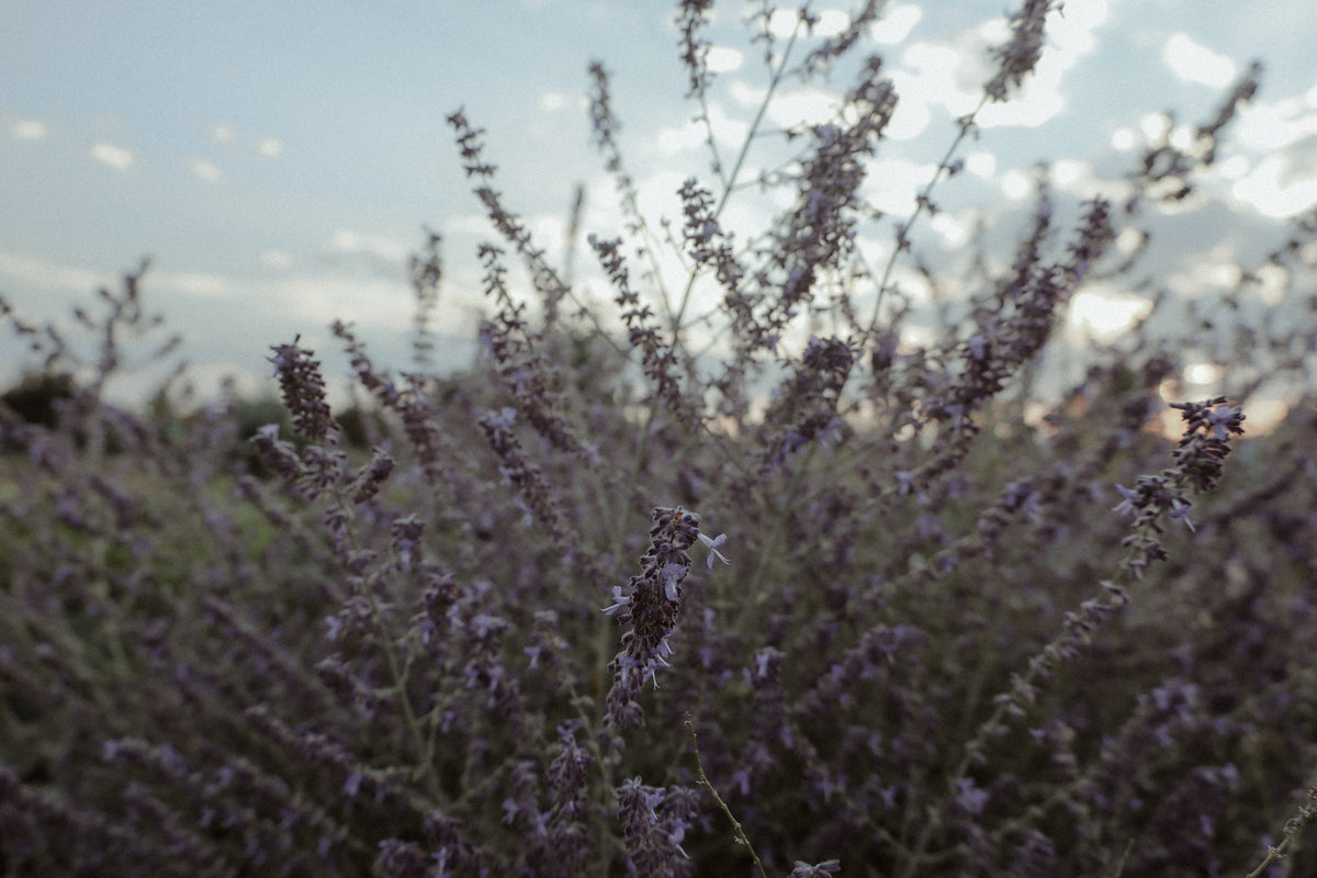 lavender repose / botanical hydrosol